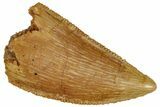 Serrated, Raptor Tooth - Real Dinosaur Tooth #291508-1